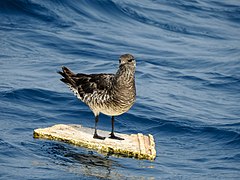 Pomarine Jaeger (Skua).jpg