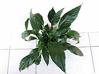 Spathiphyllum wallisii