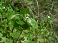 Anacortes Community Forest Lands