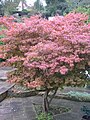 Acer palmatum in Autumn