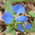 Commelina