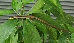 Skink (3).jpg