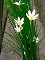 Habitus and Flowers