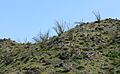 Santa Rosa Mountains (California)