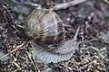 Helix pomatia - adult on ground