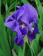 Iris germanica Type species