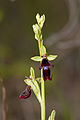 Ophrys insectifera Germany - Thuringia