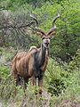 Kruger South Africa