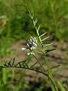 Vicia hirsuta