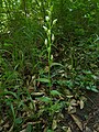 Cephalanthera damasonium Germany - Ersingen