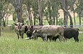 Category:Greyman steers on the left and in foreground.