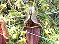 Pinhook Bog, Indiana