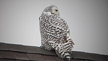 Snowy Owl (8287901767).jpg