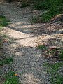 path to be shed Robinia pseudoacacia's flowers in Bupyung, Korea