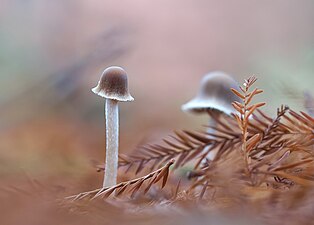 "Shroomies.jpg" by User:Flickr upload bot