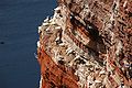 Northern Gannets and Common Guillemots at Helgoland