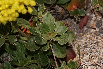 Eriogonum umbellatum