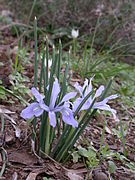 Iris vartanii