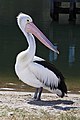 Pelecanus conspicillatus (cat.)