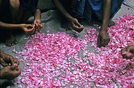 Rosepetals.jpg