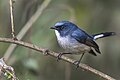 * Nomination Slaty blue flycatcher bird, Nagarjun National Park, Kathmandu, Nepal (by Prasan Shrestha) --Gpkp 08:28, 30 November 2024 (UTC) * Promotion  Support Good quality. --FlocciNivis 09:28, 30 November 2024 (UTC)