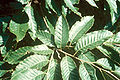 Castanea mollissima (Chinese Chestnut)