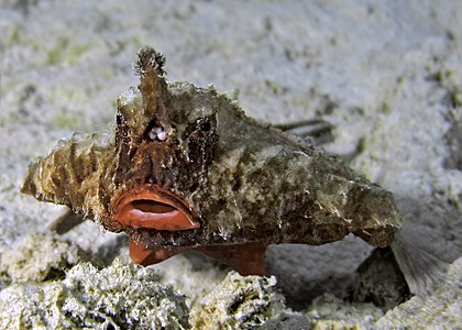 Ogcocephalus corniger (Longnose batfish)