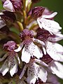 Orchis purpurea France - Riez de Boffles