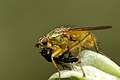 male with prey