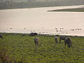 Kaziranga NP, Assam, India