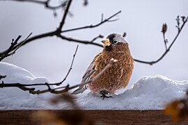 Gray-crowned Rosy-Finch 01.jpg