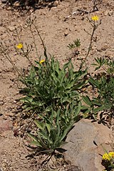 Hieracium scouleri