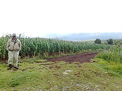 Plantación de Maíz.jpg