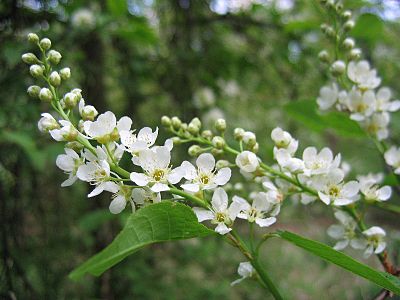 Czeremcha zwyczajna (Prunus padus)