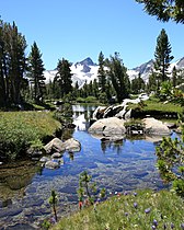 Stream bank on bench S of Donahue Pass