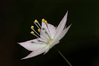 "Trientalis_latifolia_4976f.JPG" by User:Wsiegmund