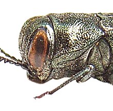 Agrilus biguttatus detail.JPG