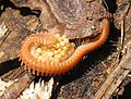 Brachycybe species with eggs