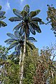 Waitakere Ranges, Auckland