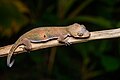 Cyrtodactylus interdigitalis - Tat Mok National Park