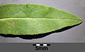 Leaf, upper side