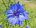 inflorescense, Photo by Kristian Peters