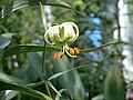 Lilium fargesii