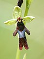 Ophrys insectifera Belgium - Nismes