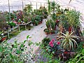 Collection of potting plants at Hveragerði/Iceland