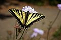 Papilio rutulus (Western Tiger Swallowtail)