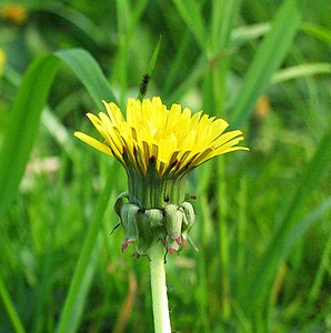 Mniszek lekarski (Taraxacum officinale)