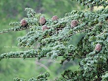 Cedrus deodara India02.jpg