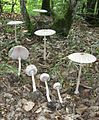 Various stages of Macrolepiota