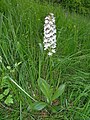 Orchis purpurea Germany - Rheinwald bei Forchheim (Baden)